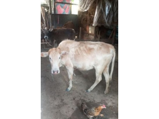 Cow For sell 2025